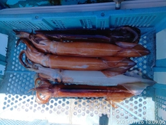 スルメイカの釣果
