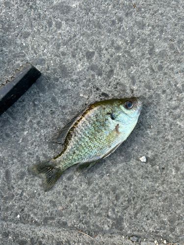 ブルーギルの釣果
