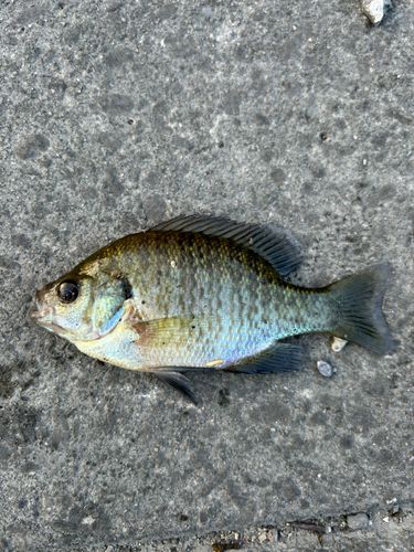 ブルーギルの釣果