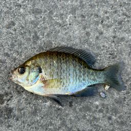 ブルーギル