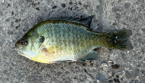 ブルーギルの釣果