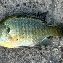 ブルーギル