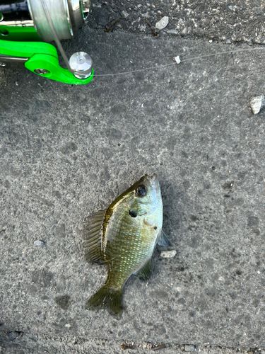 ブルーギルの釣果