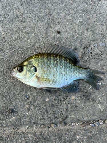 ブルーギルの釣果