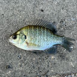 ブルーギル
