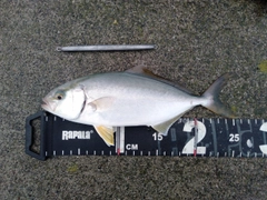ショゴの釣果