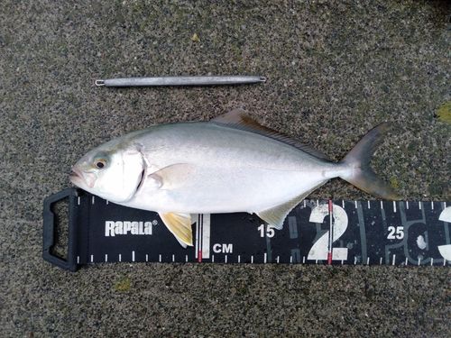 ショゴの釣果