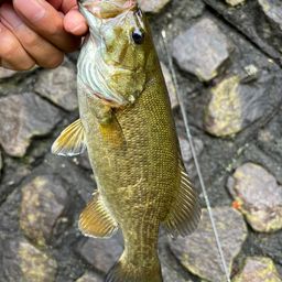 スモールマウスバス