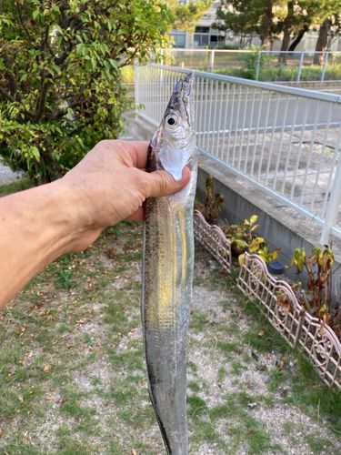 タチウオの釣果
