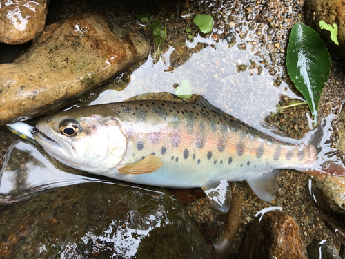 ヤマメの釣果