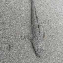 マゴチ