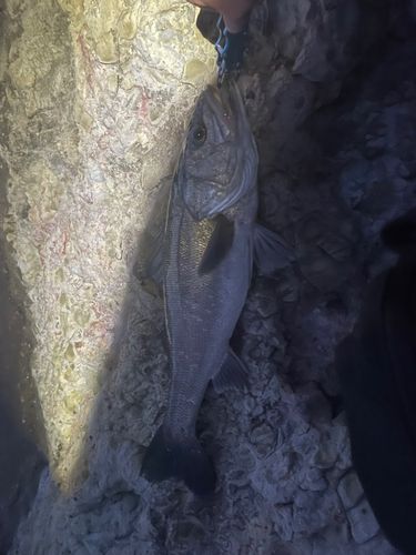 スズキの釣果