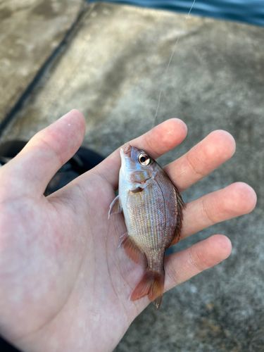 チャリコの釣果