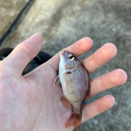 チャリコ