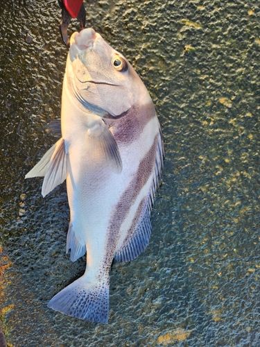 コショウダイの釣果