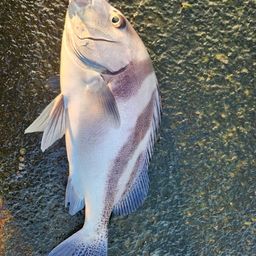 コショウダイ