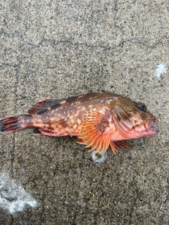 カサゴの釣果