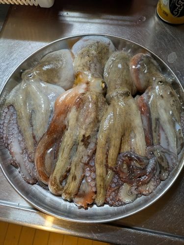 マダコの釣果