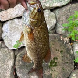 スモールマウスバス