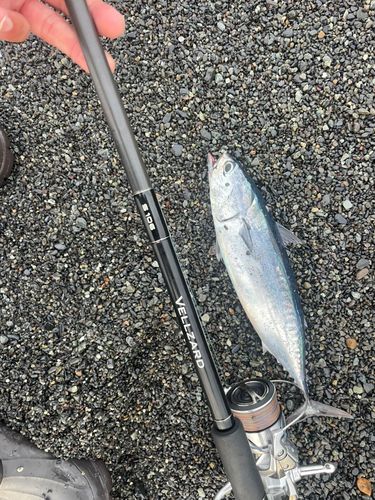 マルソウダの釣果