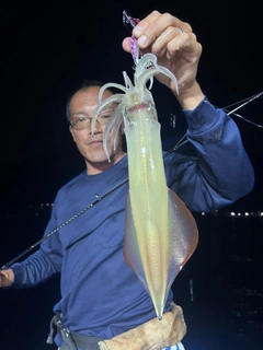 ケンサキイカの釣果