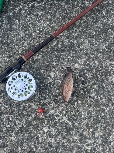 オオモンハタの釣果