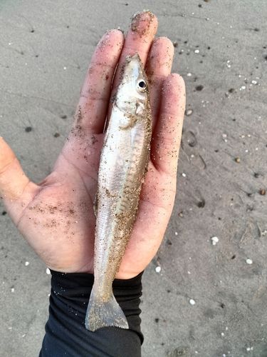 キスの釣果