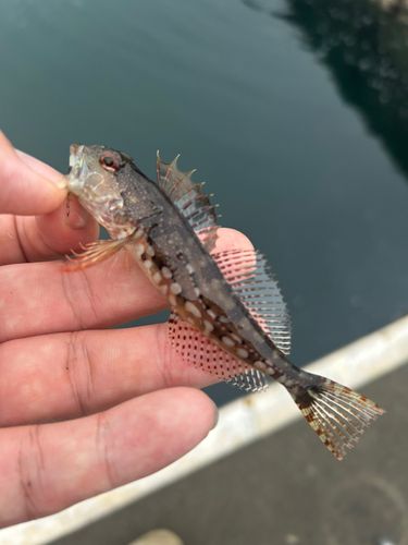 アナハゼの釣果