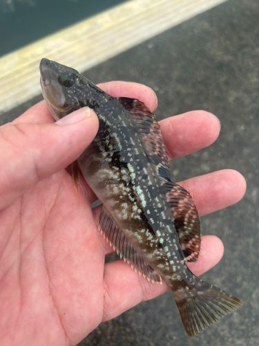 アイナメの釣果