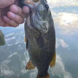 スモールマウスバス