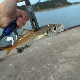 アジ