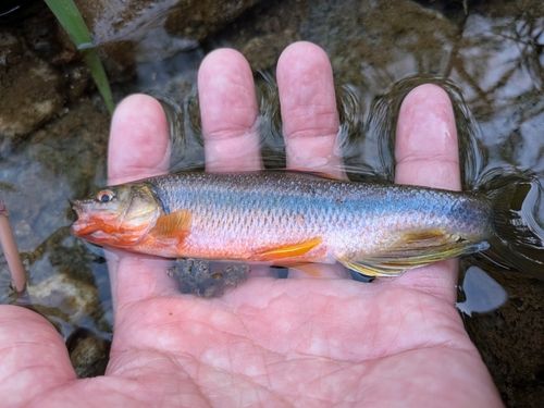 カワムツの釣果