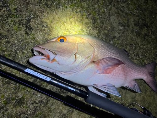 バラフエダイの釣果