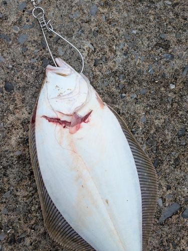 ヒラメの釣果