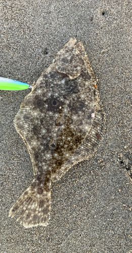 ソゲの釣果