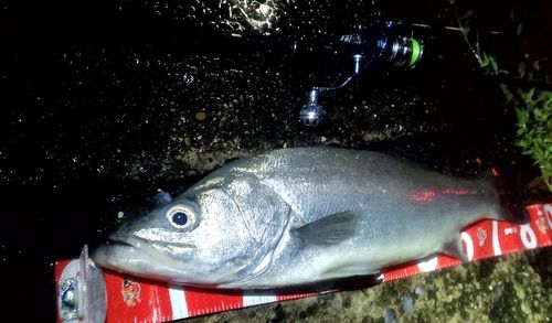 ヒラスズキの釣果