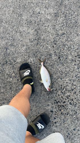 ネリゴの釣果