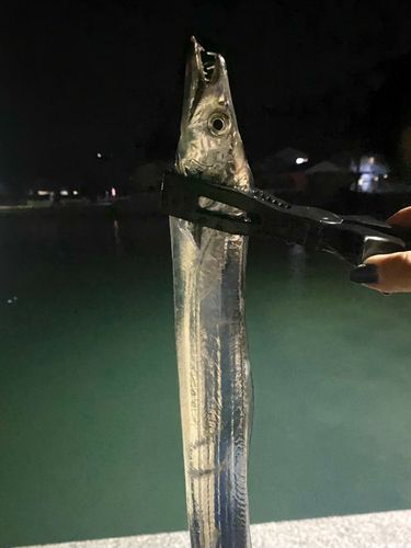 タチウオの釣果