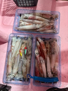 ケンサキイカの釣果