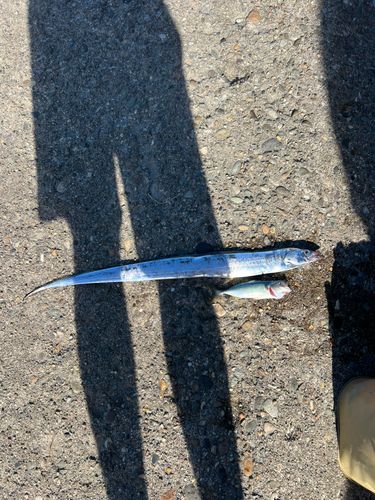 タチウオの釣果