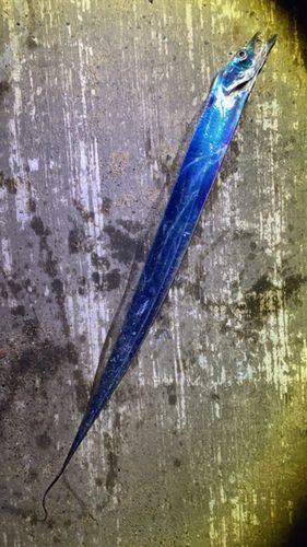 タチウオの釣果