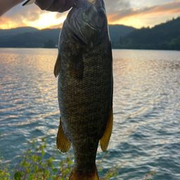 スモールマウスバス