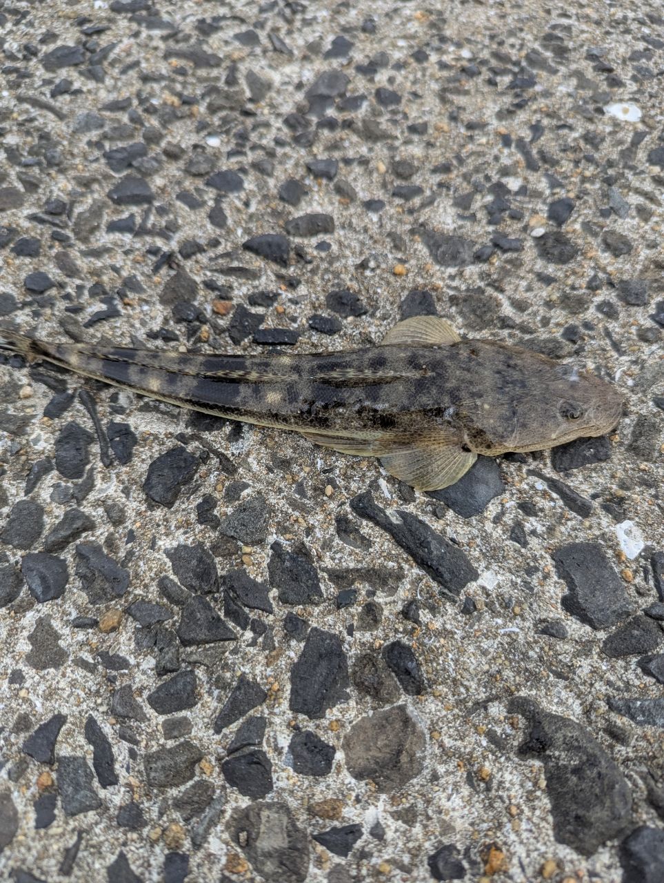 マゴチ