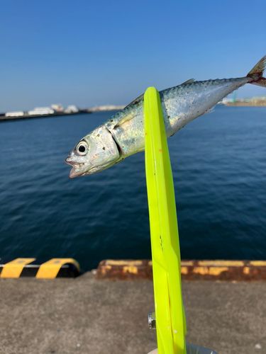 サバの釣果