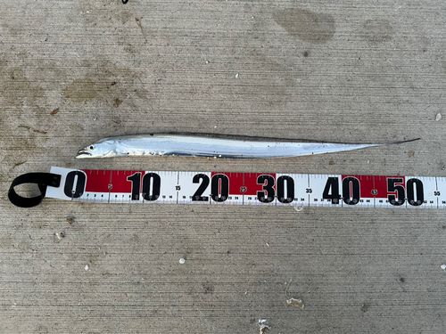 タチウオの釣果