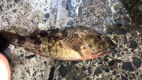 カサゴの釣果