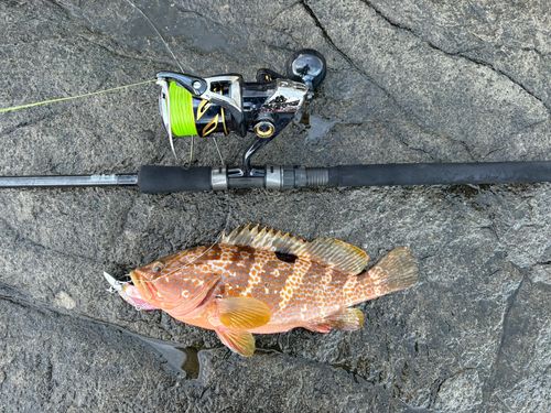 キジハタの釣果