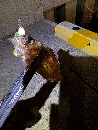 メバルの釣果