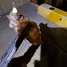 メバル