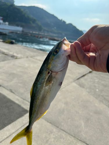 ツバスの釣果